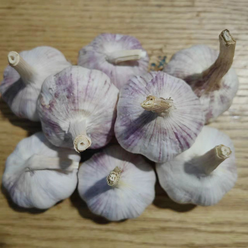 大蒜種子批發